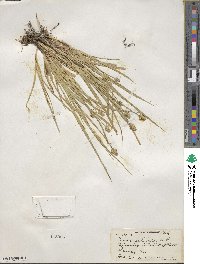 Carex cephalophora image