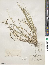 Carex cephalophora image