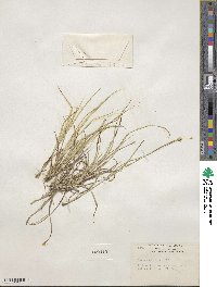 Carex cephalophora image