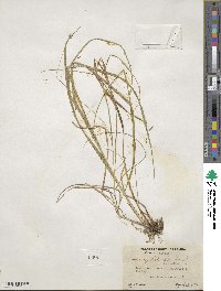 Carex cephalophora image