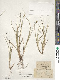 Carex cephalophora image