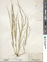 Carex cephalophora image