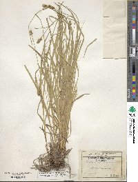 Carex cephalophora image