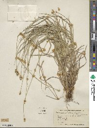 Carex cephalophora image