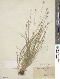 Carex cephalophora image