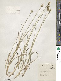 Carex cephalophora image