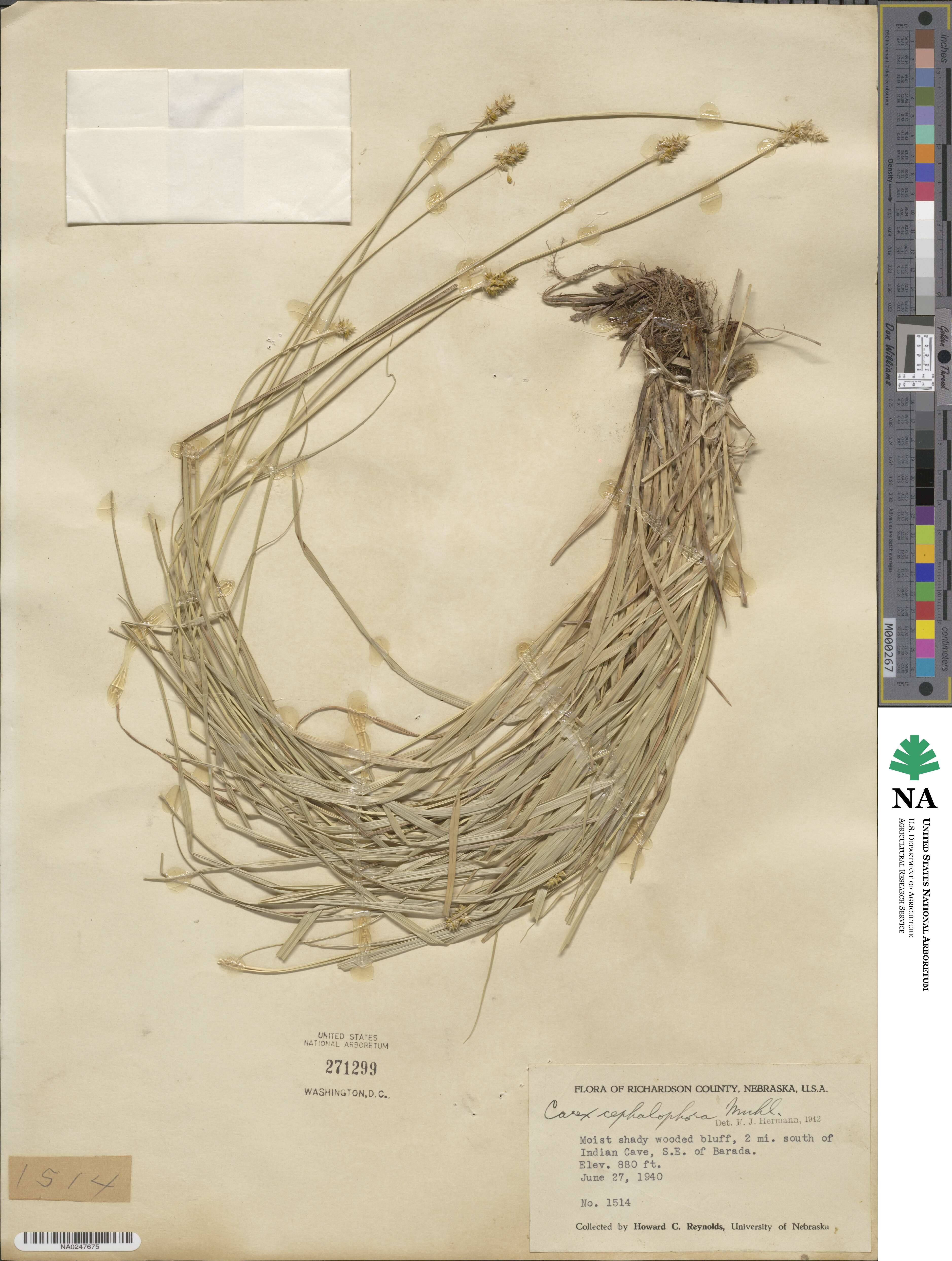 Carex cephalophora image