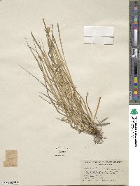 Carex cephalophora image