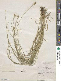 Carex cephalophora image