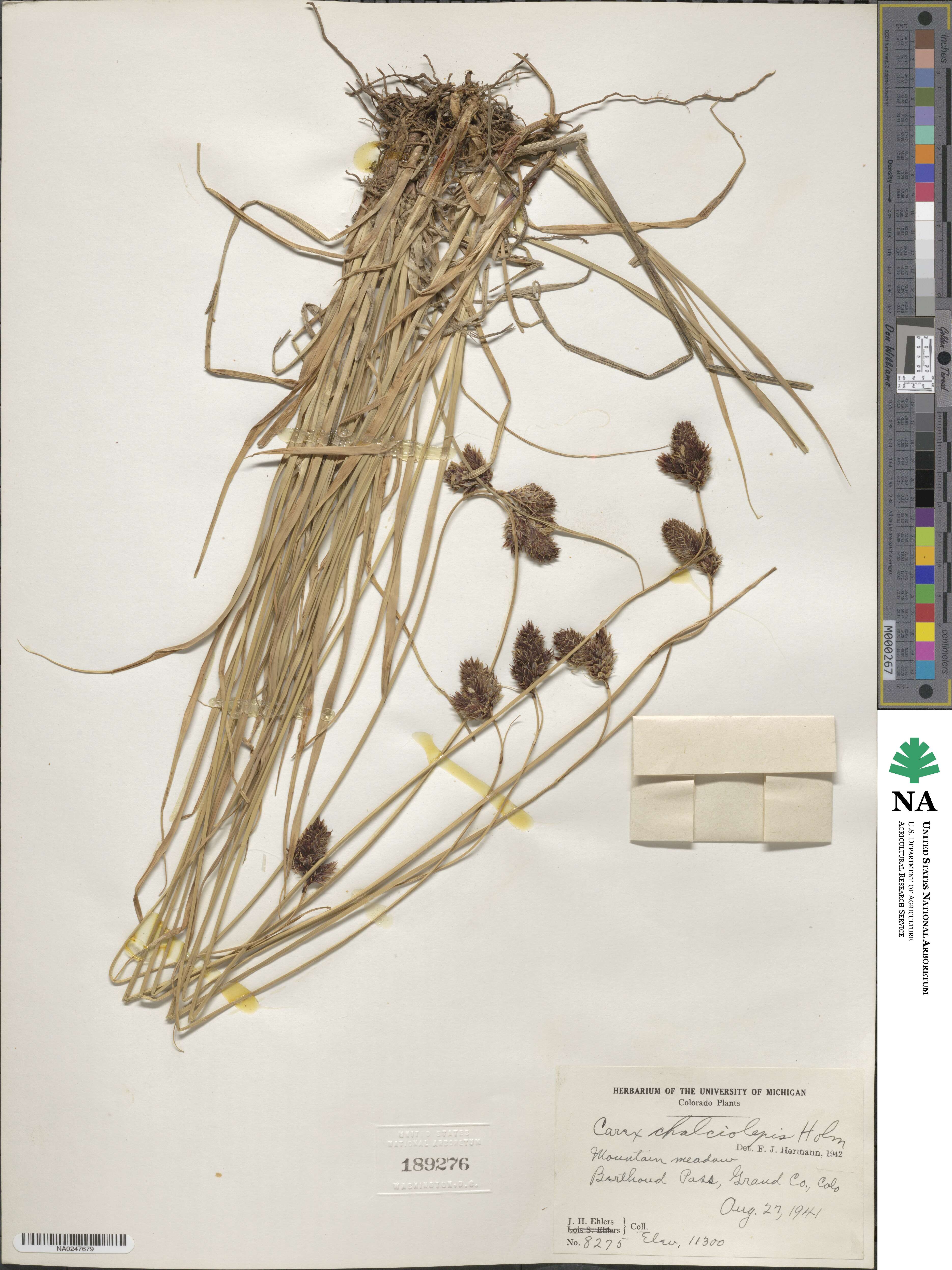 Carex chalciolepis image