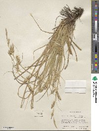 Carex cherokeensis image