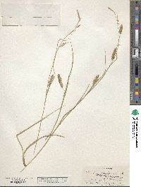 Carex cherokeensis image