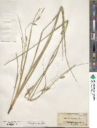 Carex cherokeensis image