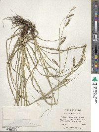 Carex cherokeensis image