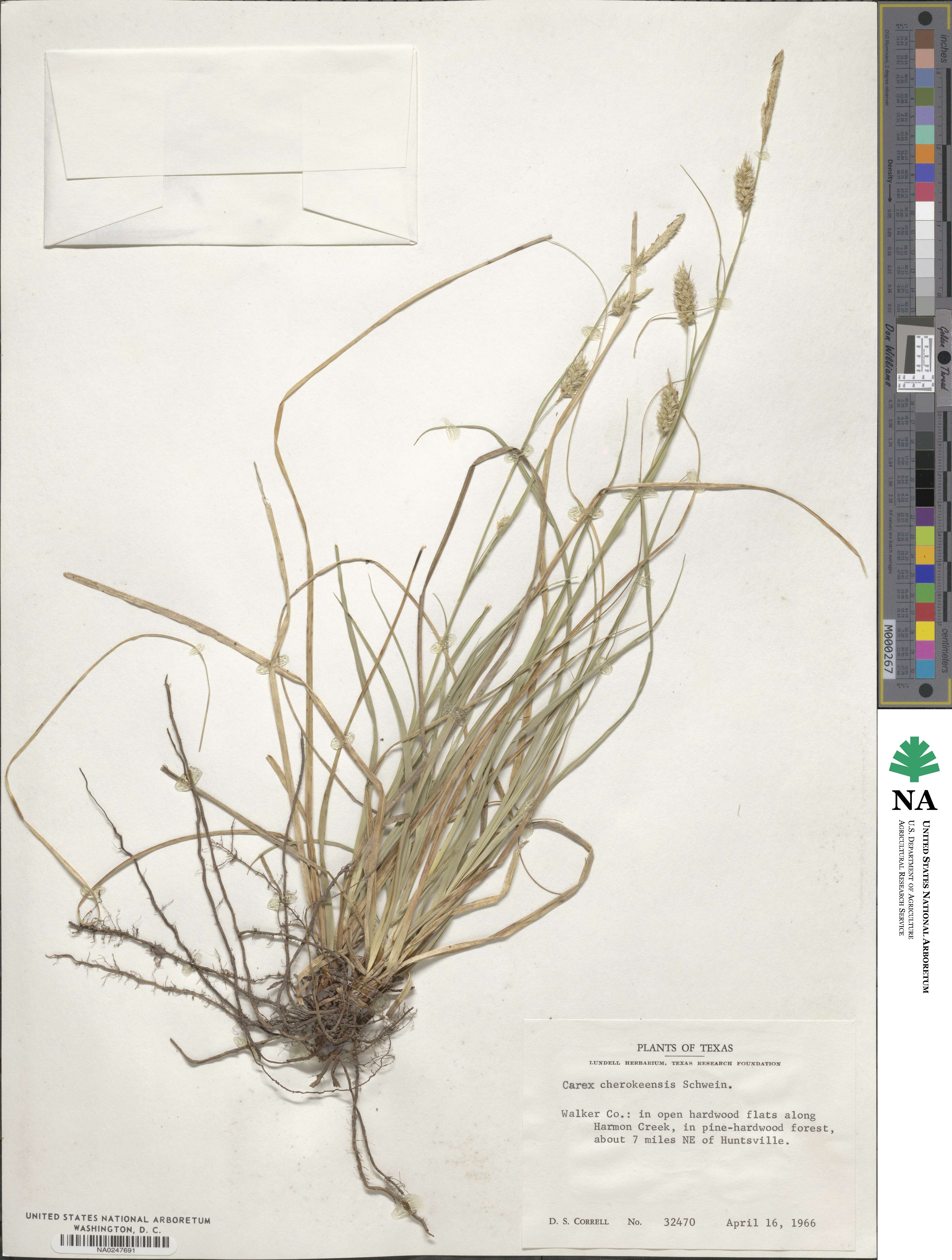 Carex cherokeensis image