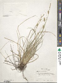 Carex cherokeensis image