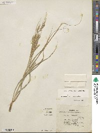 Carex cherokeensis image