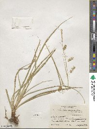 Carex cherokeensis image