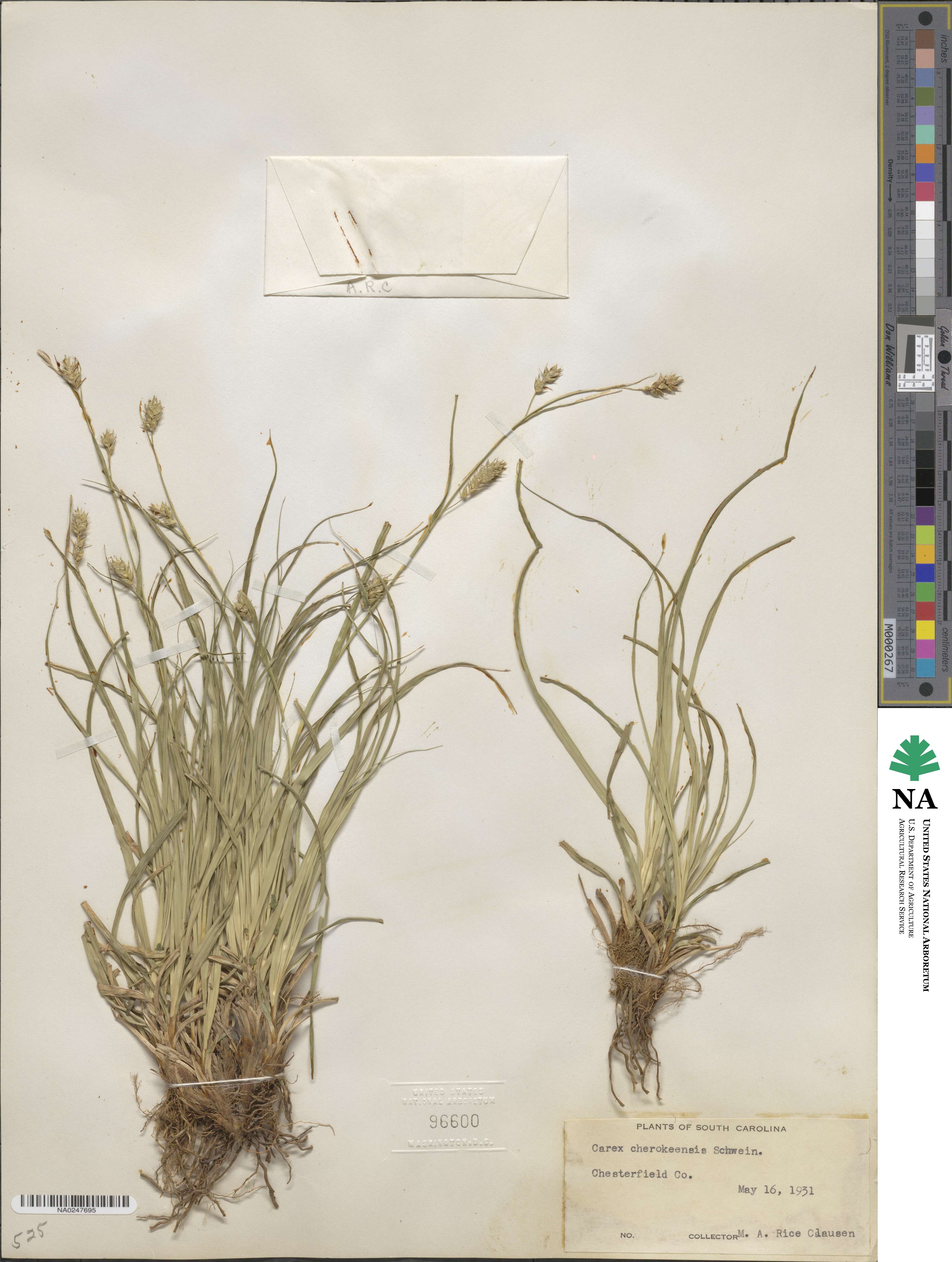 Carex cherokeensis image