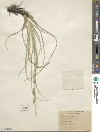 Carex cherokeensis image