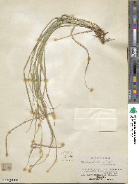 Carex cherokeensis image