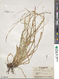 Carex cherokeensis image