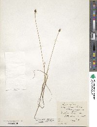 Carex chordorrhiza image