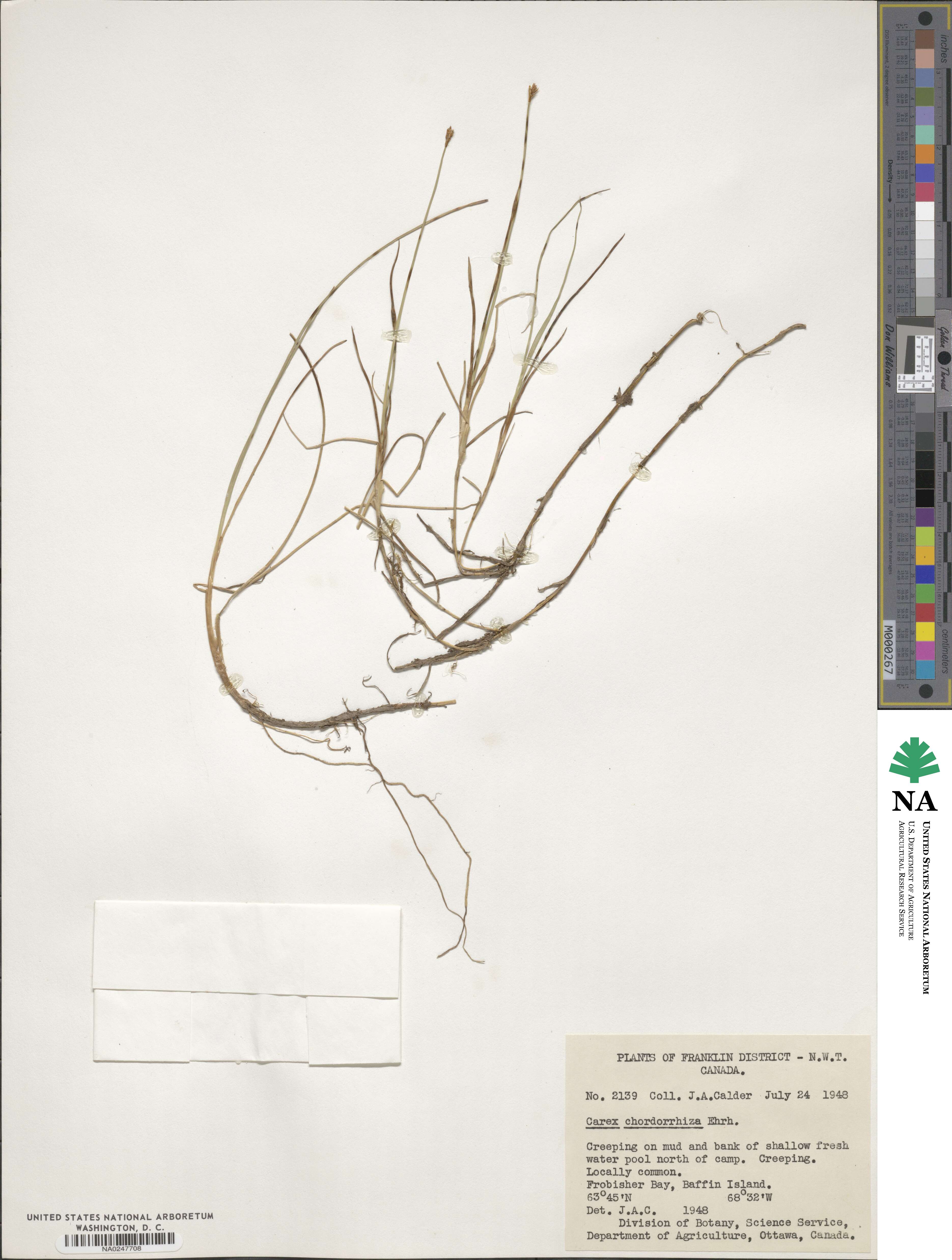 Carex chordorrhiza image