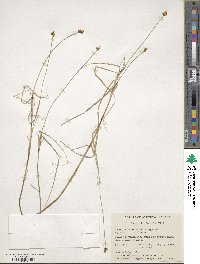 Carex chordorrhiza image