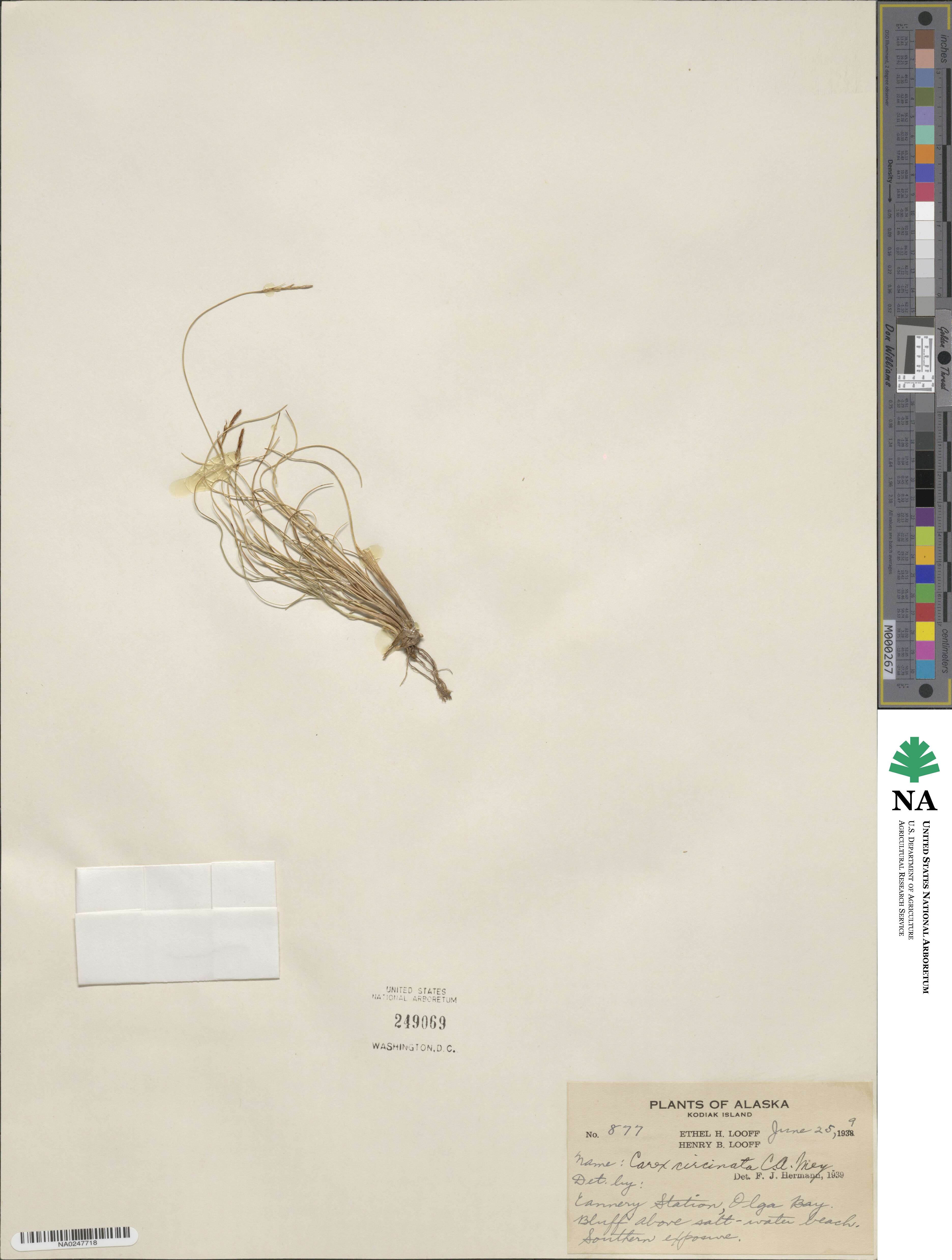 Carex circinata image