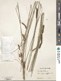 Carex glaucescens image