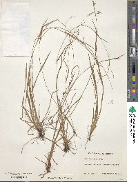 Carex collinsii image