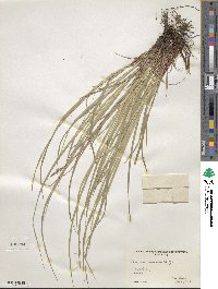 Carex communis image