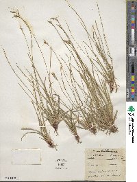 Carex communis image