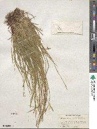 Carex communis image