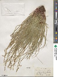 Carex communis image