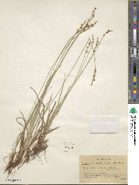 Carex communis image