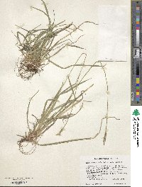 Carex communis image