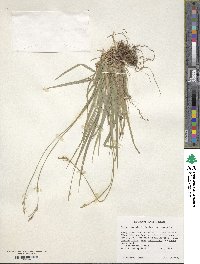 Carex communis image