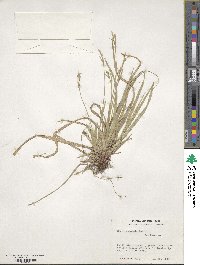 Carex communis image