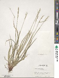 Carex communis image