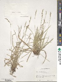 Carex communis image