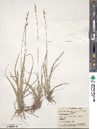 Carex communis image