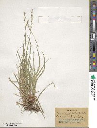 Carex communis image