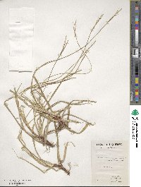 Carex communis image