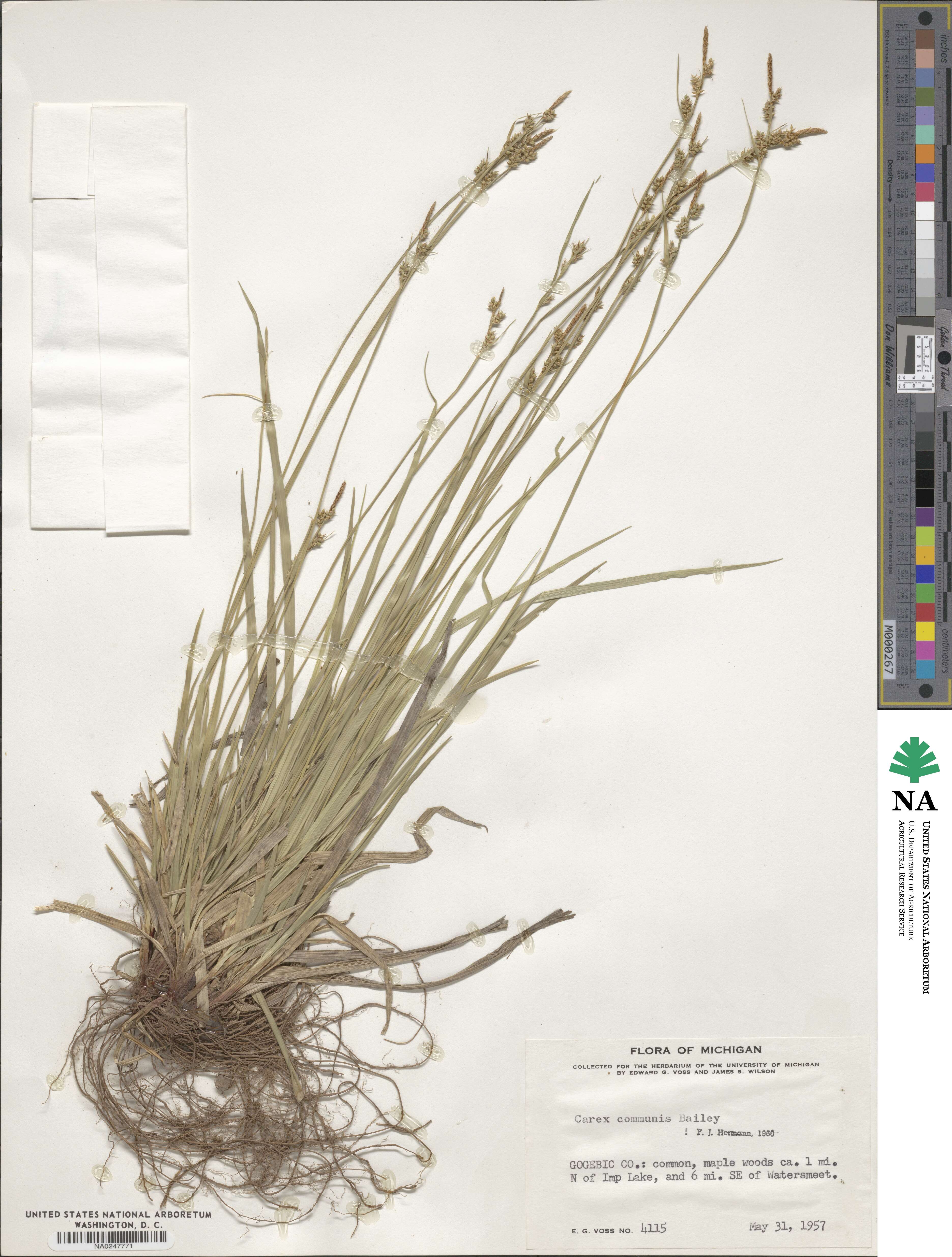 Carex communis image