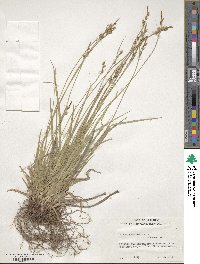 Carex communis image