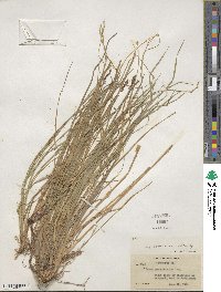 Carex communis image