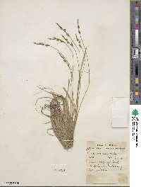 Carex communis image