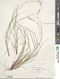 Carex communis image